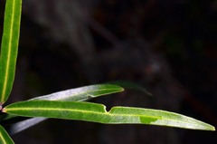 Nestegis montana