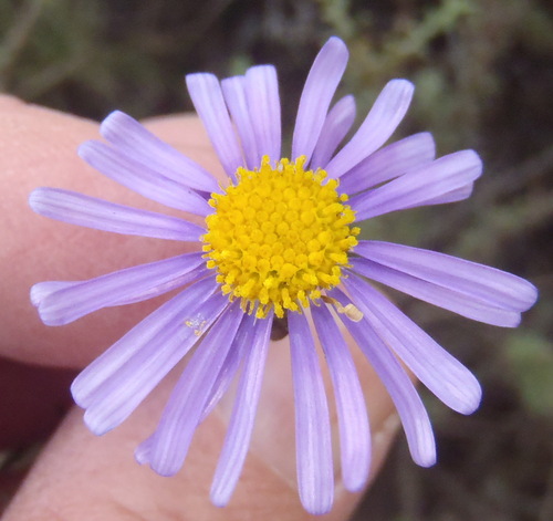 Image of Felicia muricata by (c) Nicola van Berkel, some rights reserved (CC BY-SA)