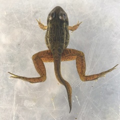 Lithobates lenca