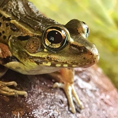 Lithobates lenca