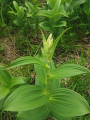 Veratrum oxysepalum