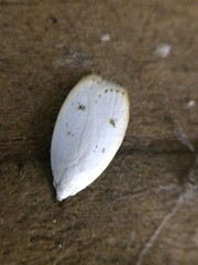 Durrantia piperatella