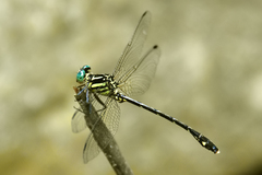 Heliogomphus bakeri