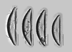 Amphora copulata
