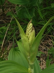 Veratrum oxysepalum