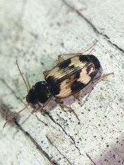 Tetragonoderus