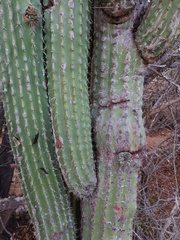 Cephalocereus nudus