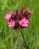 Dianthus carthusianorum atrorubens - Photo (c) lorenzodotti, some rights reserved (CC BY-NC), uploaded by lorenzodotti