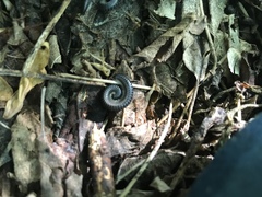 Rossiulus kessleri