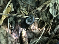 Rossiulus kessleri