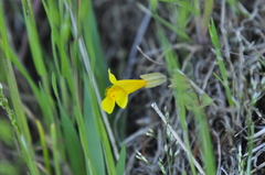 Erythranthe microphylla