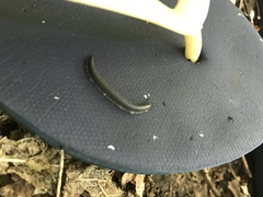 Rossiulus kessleri