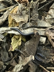 Rossiulus kessleri
