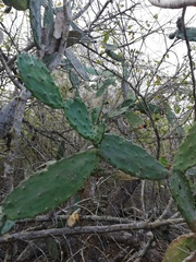 Opuntia auberi