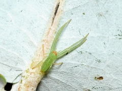 Cetratus rubropunctatus