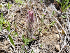 Castilleja pilosa