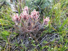 Castilleja pilosa