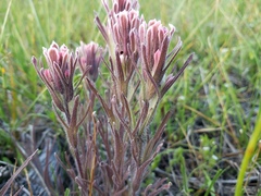 Castilleja pilosa