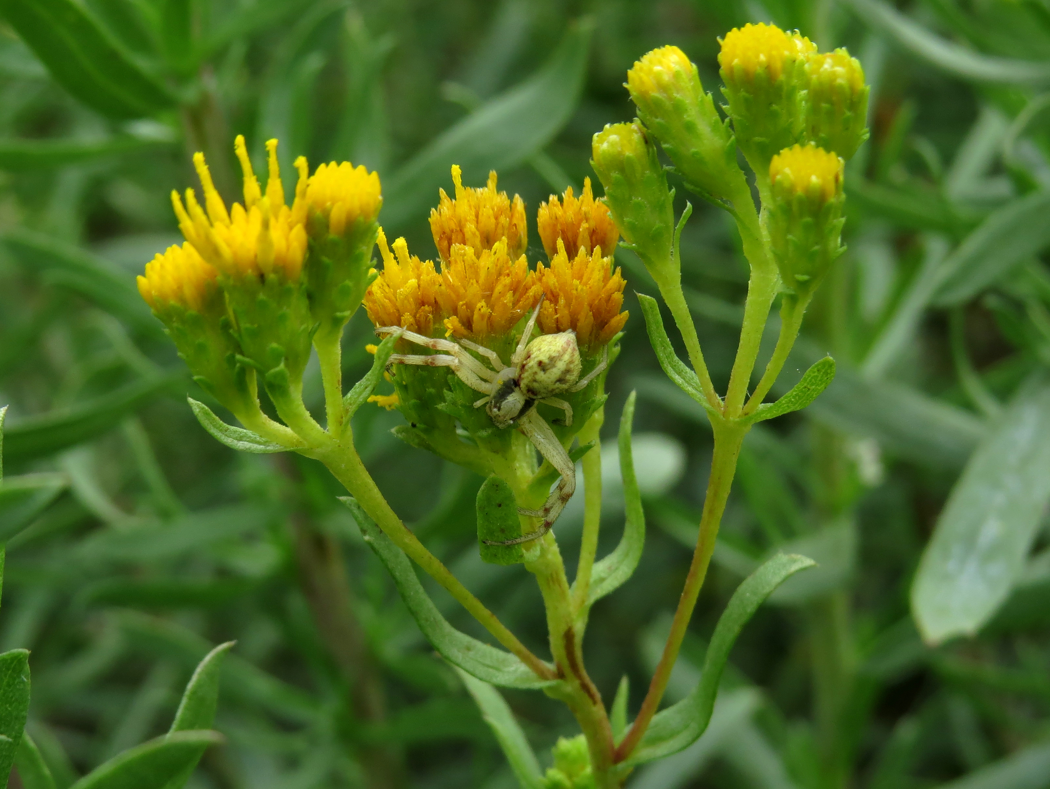 Isocoma menziesii
