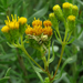 Coastal Goldenbush - Photo (c) stonebird, some rights reserved (CC BY-NC-SA), uploaded by stonebird