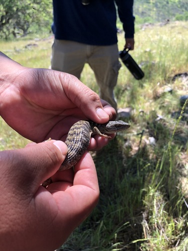 iNaturalist observation photo of Southern Alligator Lizard