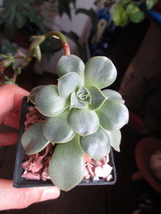 Echeveria longissima