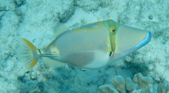 Blackbelly Triggerfish photo 3