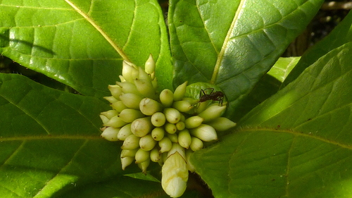 Cordia superba