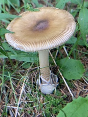 None (Amanita submembranacea)