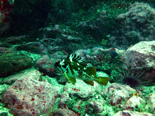 Sebastes carnatus