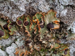Peltigeraceae