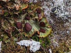 Peltigeraceae