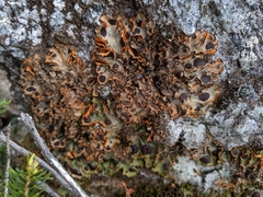 Peltigeraceae