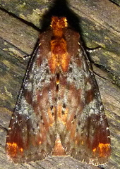 Achatodes zeae