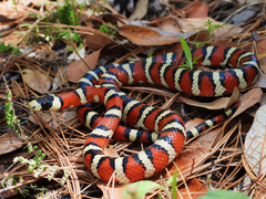 Chihuahuan Mountain Kingsnake photo 2