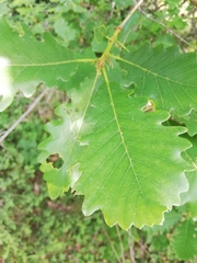 Quercus macranthera