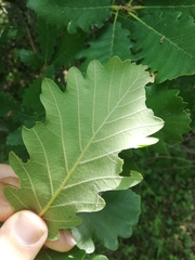 Quercus macranthera