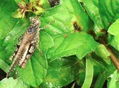 Trilophidia annulata