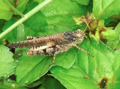 Trilophidia annulata