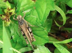 Trilophidia annulata