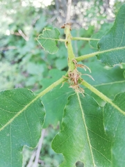Quercus macranthera