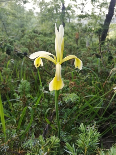 Kerner's Iris (Iris haussknechtii)
