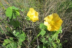 Abutilon sonneratianum