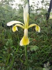 Iris haussknechtii