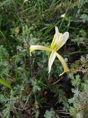 Iris haussknechtii