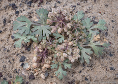 Cymopterus corrugatus
