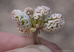 Cymopterus corrugatus