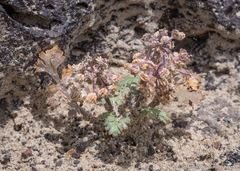 Cymopterus corrugatus