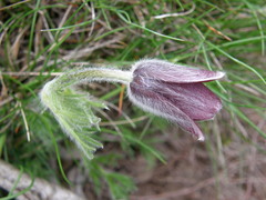 Pulsatilla rubra