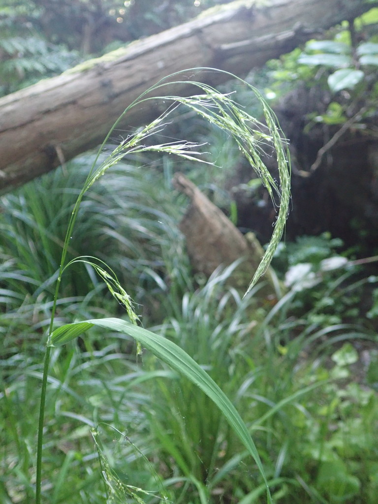 nodding-trisetum-graphephorum-cernuum-botanical-realm